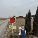 3354 | [창원] 주남농부더하기 | 아이랑 딸기따기 체험 내돈내산 솔직후기