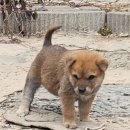 강생이네 이미지