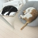 고양이 관찰기