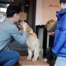 밸런스독