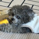 잇츠찜이야기 | [피카푸도봉산글램핑]피카푸피크닉앤글램핑도봉산 애견동반 후기