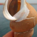 산삼수산 이미지