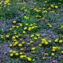 민들레세상 이미지