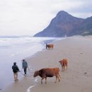 자은해변승마장 | 전남 신안군 소개