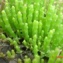 함초농장 이미지