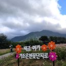 호텔가조 | 거창 코스모스 가조온천꽃단지 위치 주차