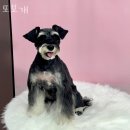 또보개 이미지