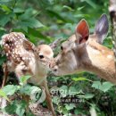 꽃사슴 이미지