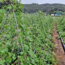 장씨농장 이미지