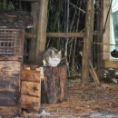 숲의하루 이미지