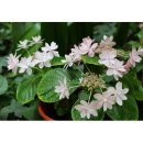 선일화원 이미지