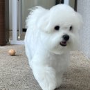 메모르드몽 이미지