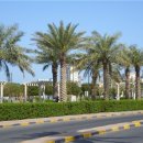 대추나무 이미지