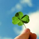 한잎클로버 이미지