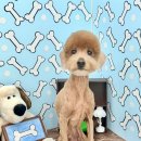 꽃단장하시개 이미지