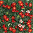 레드로즈 | 숲인테리어 레드로즈 벽장식 인공 잔디 후기와 활용 팁