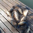 그린좌대낚시터 이미지