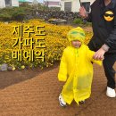 가파리 212 | 제주도 가파도 배예약 청보리축제 가파리212 핫도그