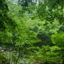 새벽-숲 이미지