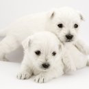 강아지집 이미지