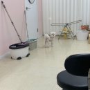 헬로퍼피1 이미지