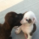 귀여워, 댕댕이 이미지