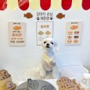 메리몽드 펫살롱 이미지