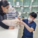 수원화성오산 축산업협동조합 노동조합 | 강아지 눈에 샴푸 들어갔을 때, 당황하지 말고 이렇게 대처하세요.