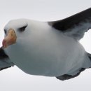 알바트로스 이미지