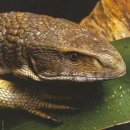 ※Savanna Monitor 사육정보 이미지