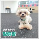 멍류장 | 안산애견카페 초지동 멍류장 신상애카 후기