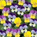 ﻿오늘의탄생화-(5월25일) 🌸 삼색제비꽃(Pansy) 이미지