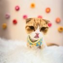 미냥이 이미지