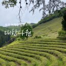 다원농장 | 초록빛 힐링 가득한 보성 녹차밭 '대한다원' 솔직후기 (+인생샷 스팟/주차장 꿀팁)