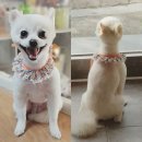 함안 애견샵 러블리펫 이미지