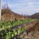 [경매강추매물]충북 옥천 620평 토지부동산 -주말농장,과수원,농작물재배 이미지