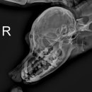 동물병원알루 이미지