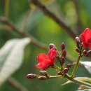 허브아일랜드 식물원 이미지