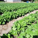 부식농장 이미지