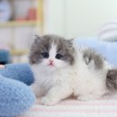 하이바이 강아지분양 고양이분양 수원점 | 수원 고양이 블루 바이 브리티쉬롱헤어 여아 분양해요~!