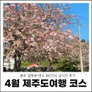 회수동-1 | 4월 제주도 여행 코스 제주 겹벚꽃 명소 BEST4 실시간 후기