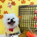 놀러오개 애견유치원 애견호텔 기흥점 이미지