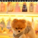 헬로펫샵 이미지