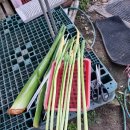 토란꽃 시집가유 이미지