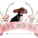 야시들 이미지