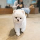 빛나는 강아지 이미지