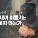 비둘기 이미지