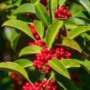 정남진 편백숲 우드랜드 이미지