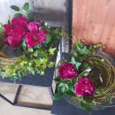 아뜨리체 이미지