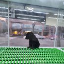 댕댕 일번가 이미지